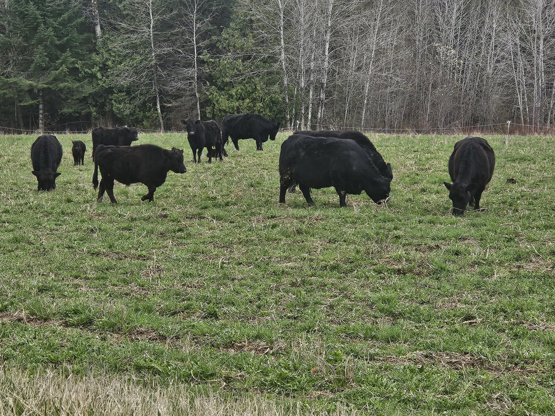Grazin' In The Grass