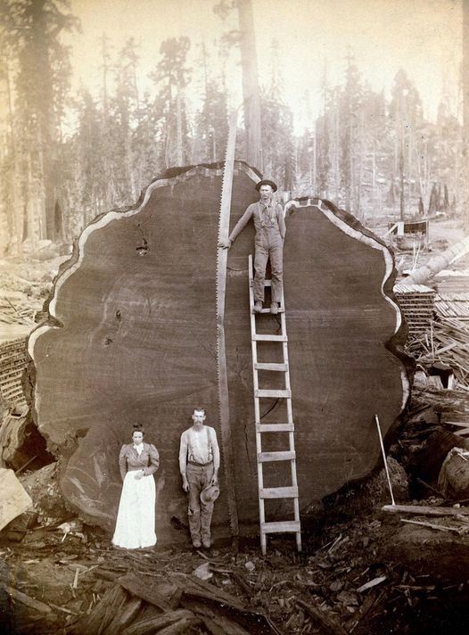 FELLED REDWOOD TREE.  CALIFORNIA.  Circa 1892.  It was a mighty job to fall a giant Redwood.  They might be three-hundre