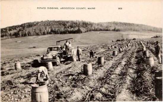 AROOSTOOK COUNTY POTATO HARVEST.  Circa 1950s. Good Potato digging on Aroostook’s famous high & dry Caribou Loam. Aroost