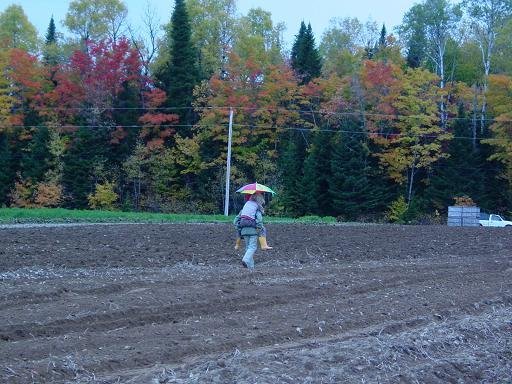 Trouble in Potato Paradise.

    Today, as the 2025 Potato harvest quickly winds down across North America, prices are a