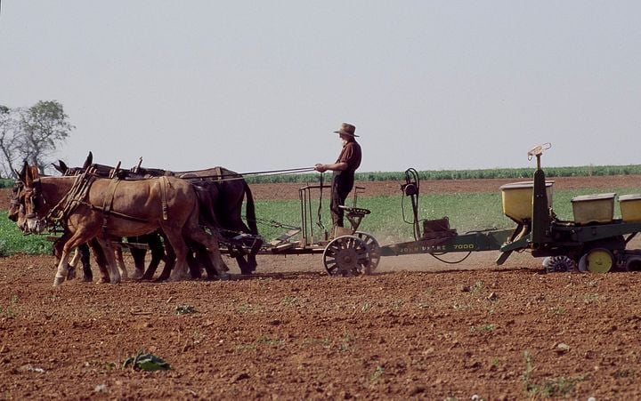 AMISH FARMER PLANTING CORN.  Holding the reins, the farmer is standing on a steel-wheeled "Fore Cart" which takes the to
