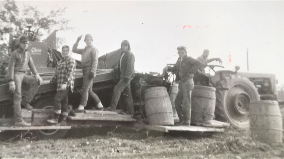 DIGGING POTATOES ON BOOTFOOT ROAD SIXTY YEARS AGO.  BRIDGEWATER, MAINE.  Circa 1962. (photo credit: Ray D. Yerxa, Yerxa