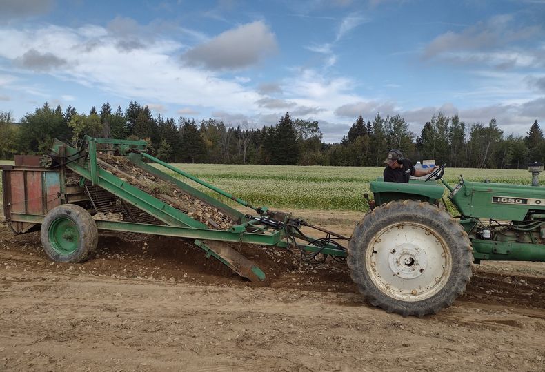 GETTING RID OF ROCKS DURING POTATO HARVEST ON WOOD PRAIRIE FAMILY FARM.  Our 'Juko' Potato Harvester mechanically sorts