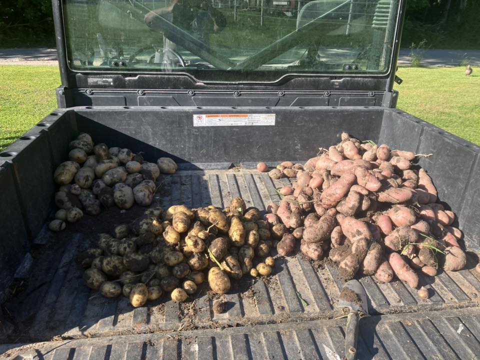 How Many Potatoes Can You Grow From One-Pound of Seed?

     Well, if you have good soil, a green thumb and start with p