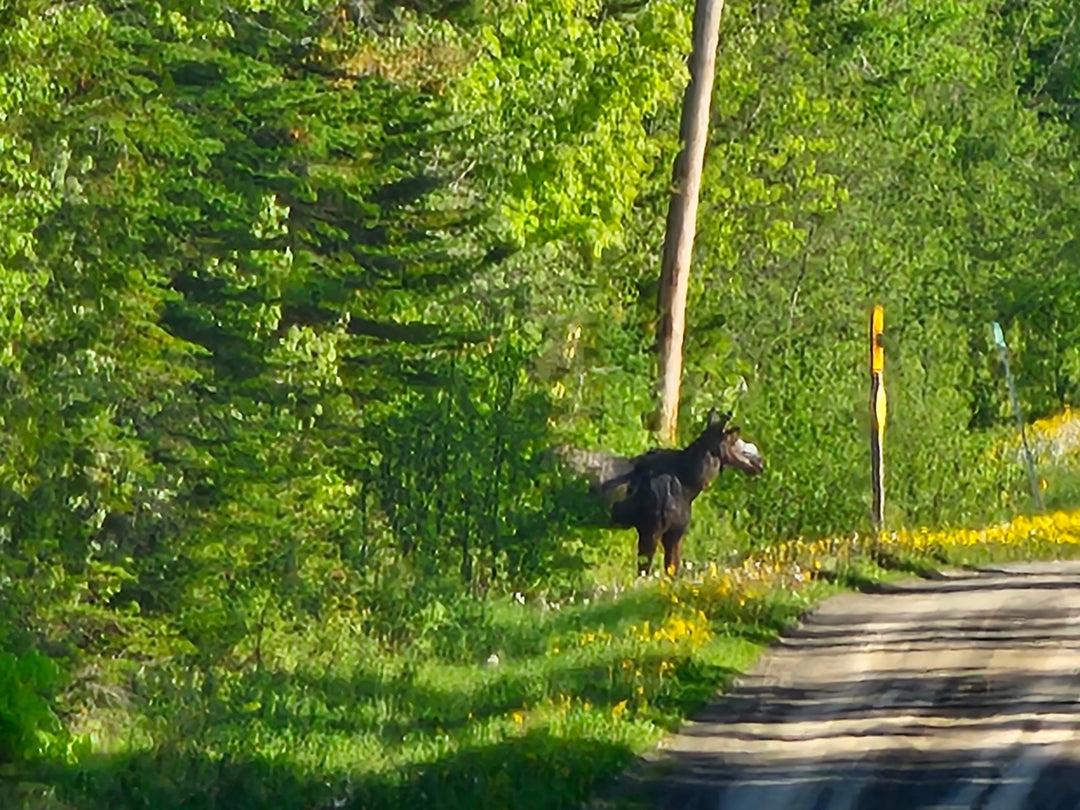 Young Moose Neighbors Near Wood Prairie Family Farm.

     The scientists from South Dakota, which were the subject of S