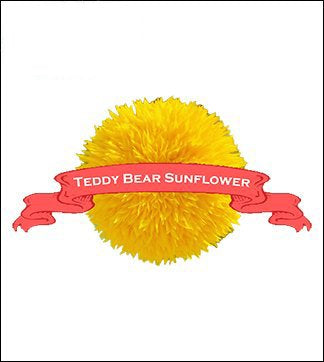 Sunflower Seed. Organic Teddy Bear. Pkt. image 0