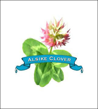 Clover Seed. Organic Alsike. image 0