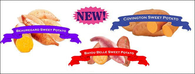 Organic Sweet Potato Triple Play Gardener COLLECTION. image 0