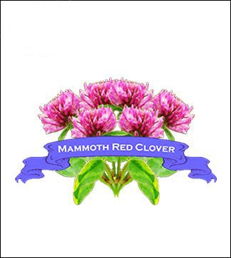 Clover Seed. Organic Mammoth Red. image 0
