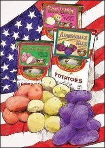 Wood Prairie Red, White & Blue Organic Seed Potato Collection image 0