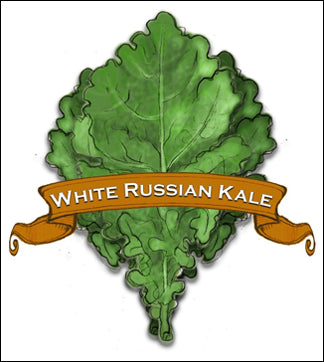 Kale Seed. Organic White Russian. Pkt. image 0