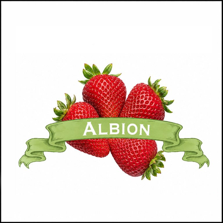Strawberry Plants. Organic Albion. image 0