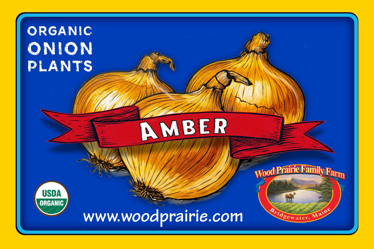 Onion Plants. Organic Amber. image 0