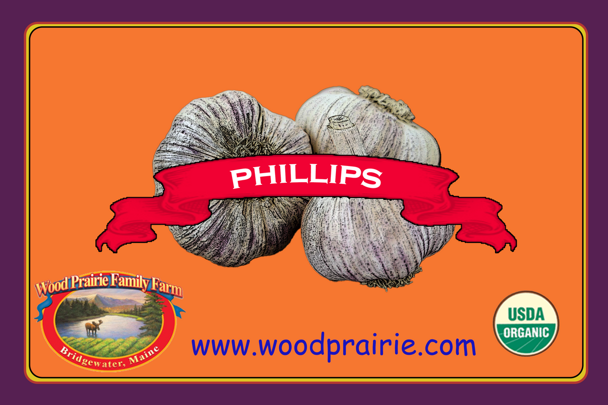 Garlic Seed. Organic Phillips for Planting. image 0