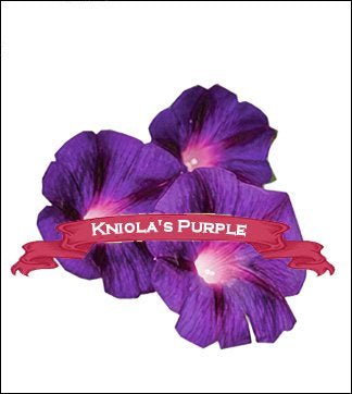 Morning Glory Seed. Organic Kniola's Purple. Pkt. image 0