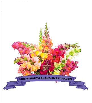 Snapdragon Seed. Organic Lion's Mouth. Pkt. image 0