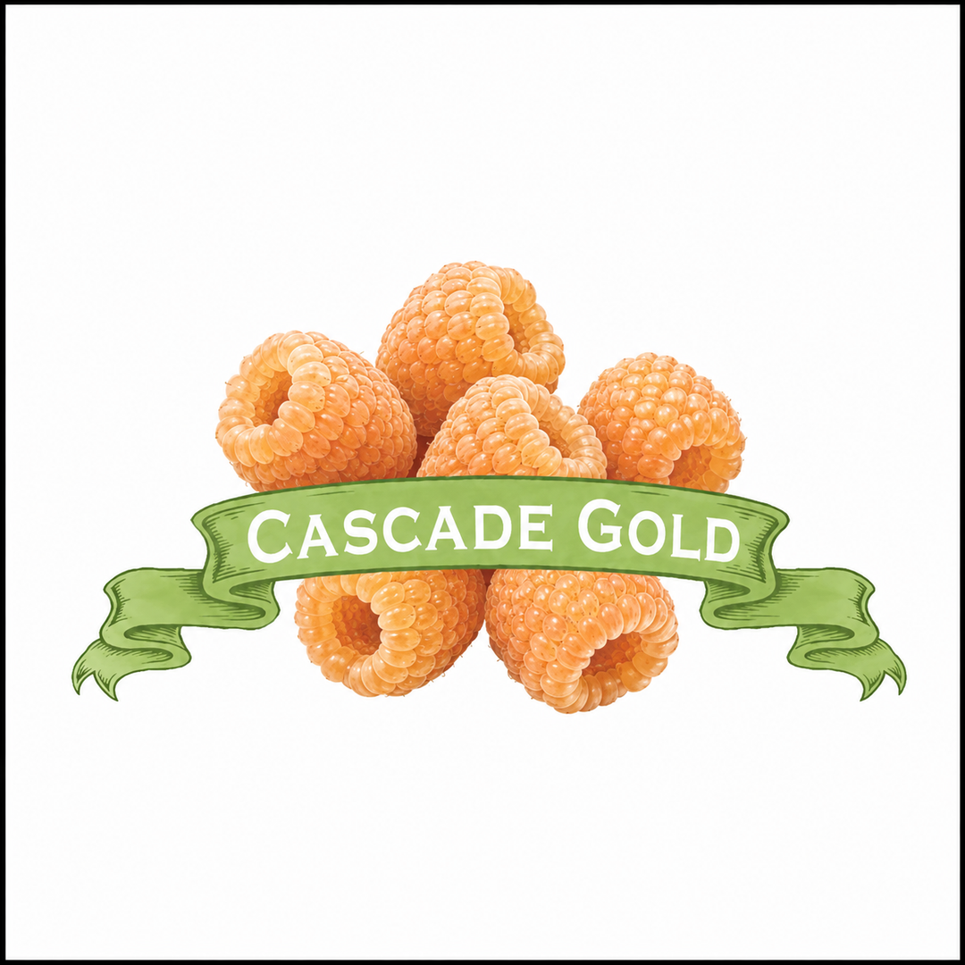 Raspberry Plants. Organic Cascade Gold. image 0