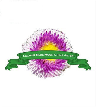 China Aster Seed. Organic Lilliput Blue Moon. Pkt. image 0