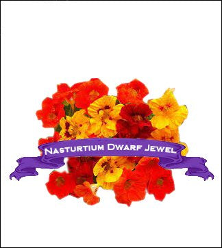 Nasturtium Seed. Organic Dwarf Jewel. Pkt. image 0