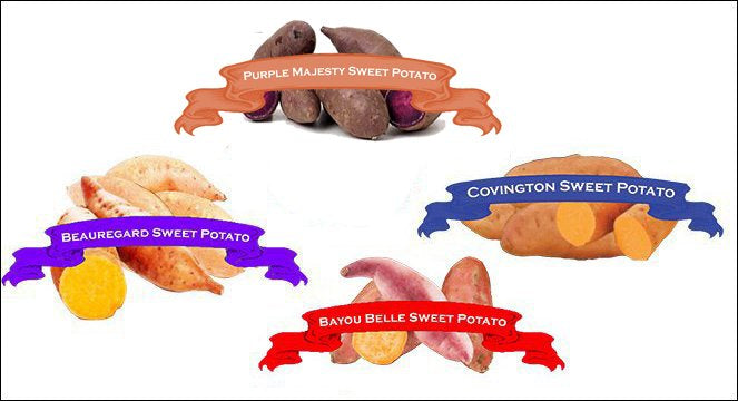 Organic Sweet Potato Grand Slam Gardener COLLECTION. image 0