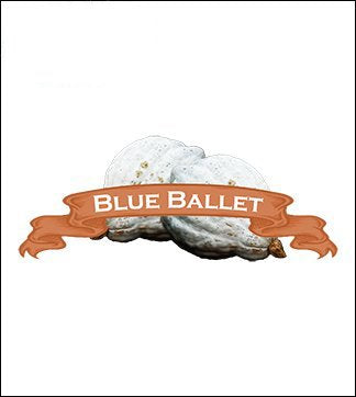 Squash Seed, Winter. Organic Blue Ballet Baby Hubbard. Pkt. image 0