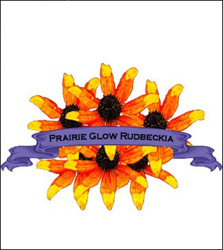 Rudbeckia Seed. Organic Prairie Glow. Pkt image 0