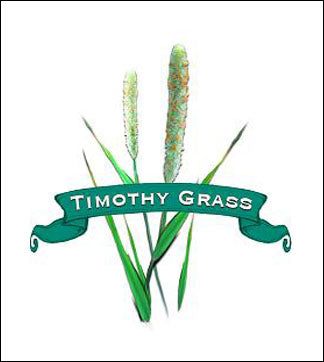 Grass Seed. Organic Timothy. image 0