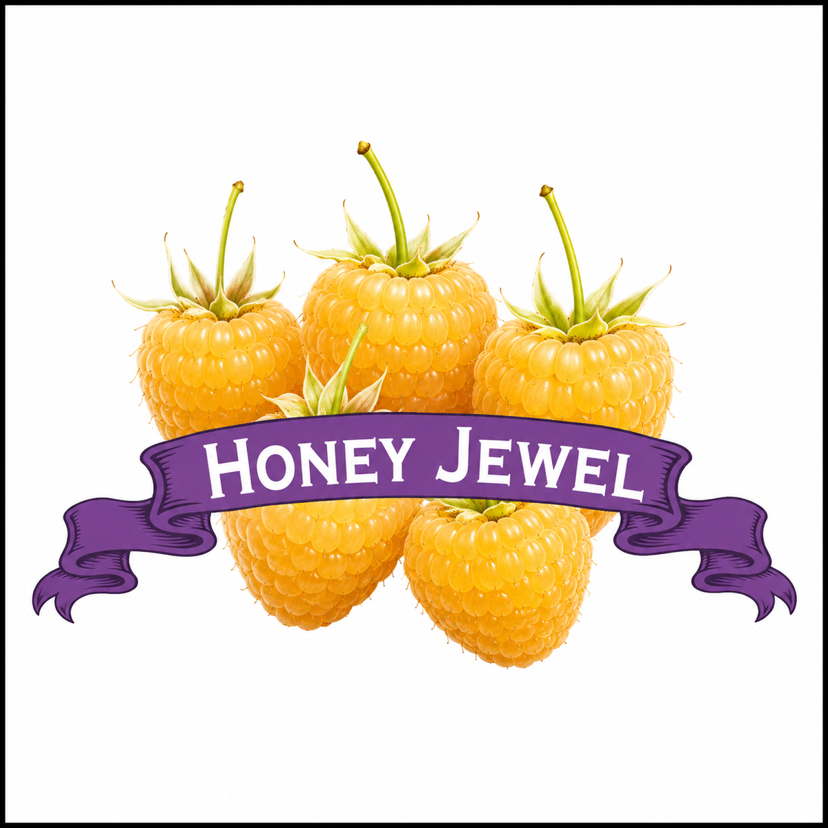 Peeled Raspberry Raspberry Plants. Organic Honey Jewel. – Wood Prairie Family Farm
