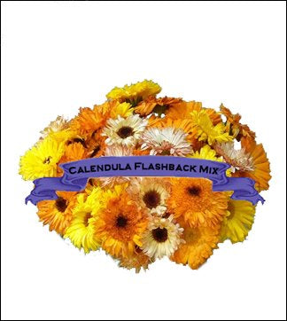 Calendula Seed. Organic Flashback Mix. Pkt. image 0