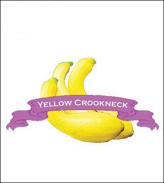 Squash Seed, Summer. Organic Yellow Crookneck. Pkt. image 0