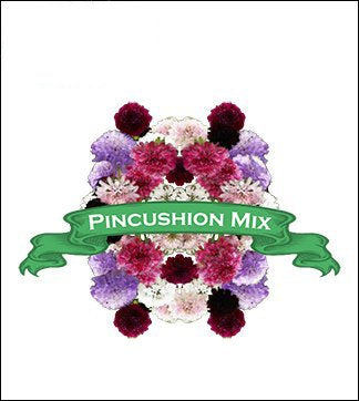 Scabiosa Seed. Organic Pincushion Mix. Pkt. image 0