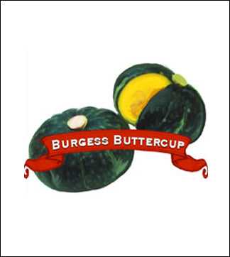 Squash Seed, Winter. Organic Burgess Buttercup. Heirloom. Pkt. image 0