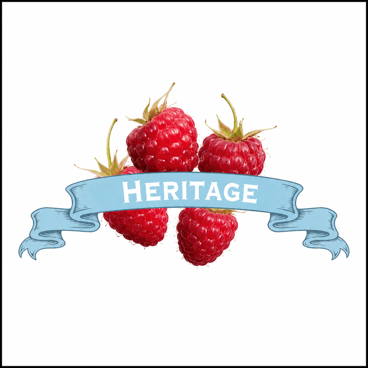 Raspberry Plants. Organic Heritage. image 0