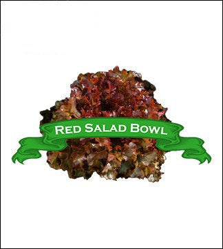 Lettuce Seed. Organic Red Salad Bowl. Heirloom. Pkt. image 0