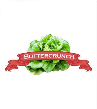 Lettuce Seed. Organic Buttercrunch. Heirloom. Pkt. image 0
