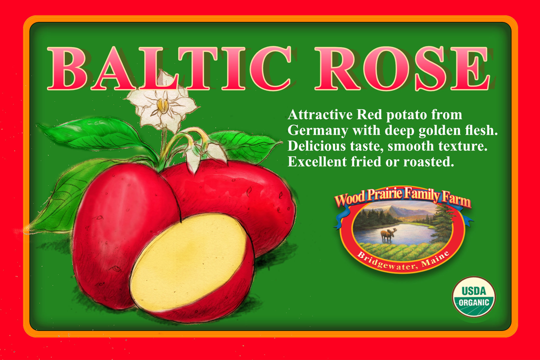 SUPREME. Organic Baltic Rose Certified Seed Potatoes image 0