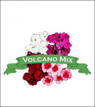 Dianthus Seed. Organic Sweet William Volcano Mix. Pkt. image 0