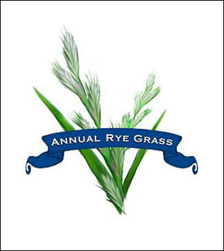 Grass Seed. Organic Annual Rye. image 0