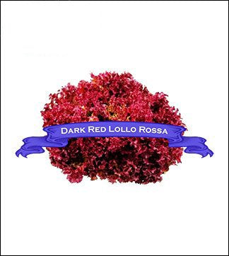 Lettuce Seed. Organic Dark Red Lollo Rossa. Pkt. image 0