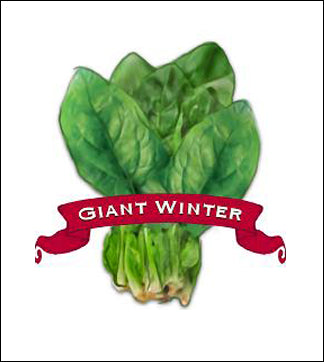 Spinach Seed. Organic Giant Winter. Pkt. image 0