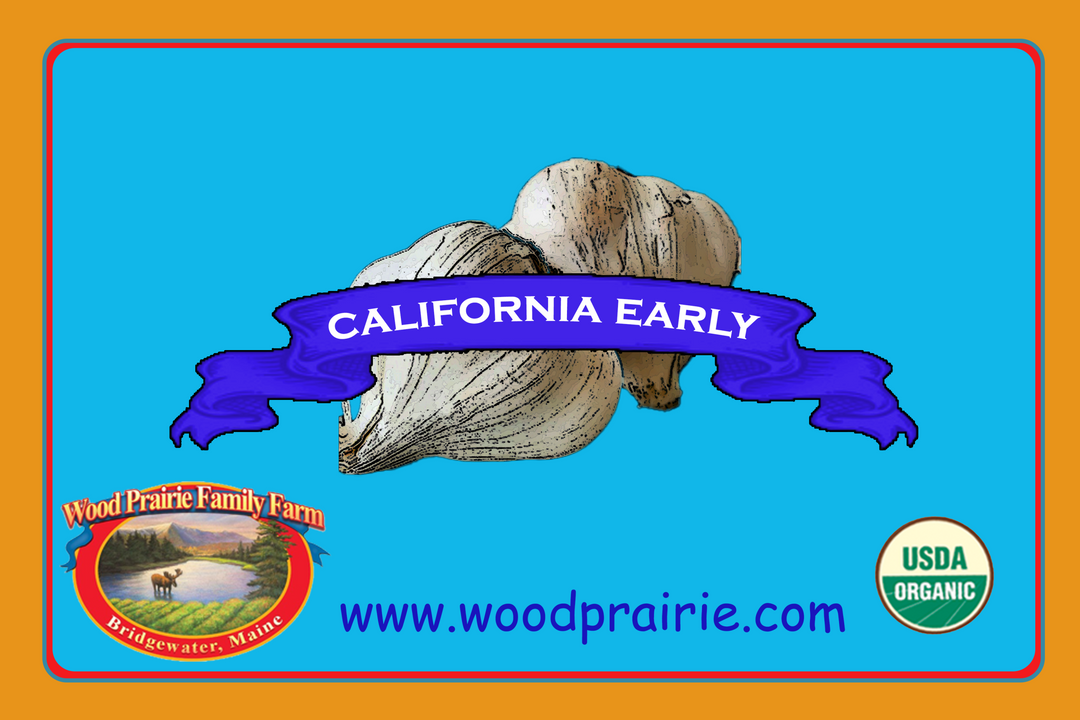 Garlic Seed. Organic California Early for Planting. image 0
