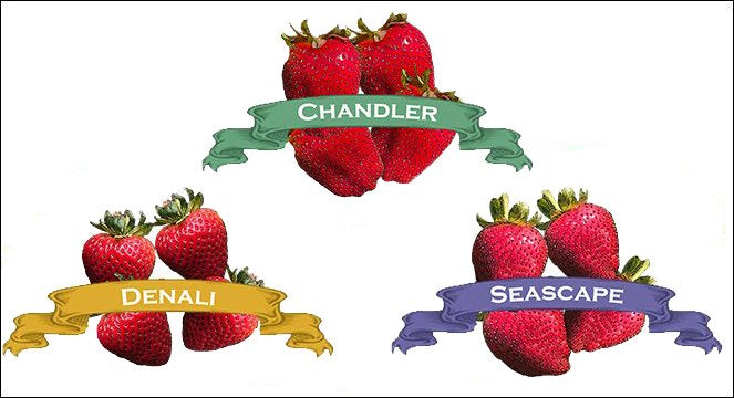 Organic Strawberry Triple-Twenty-Five Collection image 0