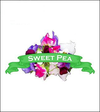Sweet Pea Seed. Organic Sweet Pea. Pkt. image 0