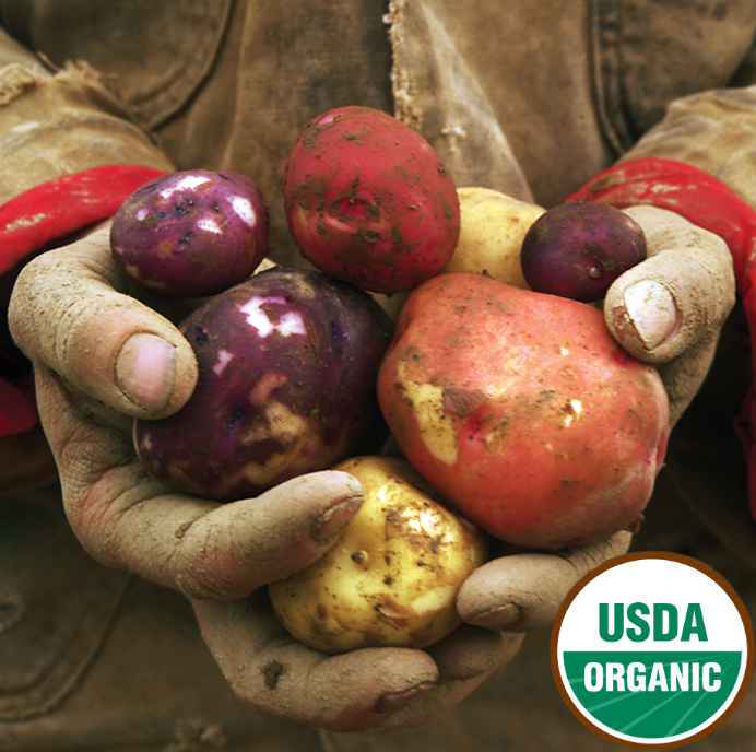 Hands holding a variety of potatoes with a USDA Organic logo.