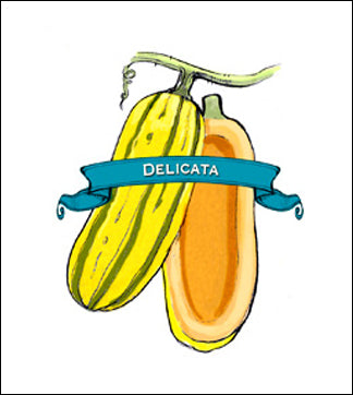 Squash Seed, Winter. Organic Delicata Zeppelin. Heirloom. Pkt. image 0