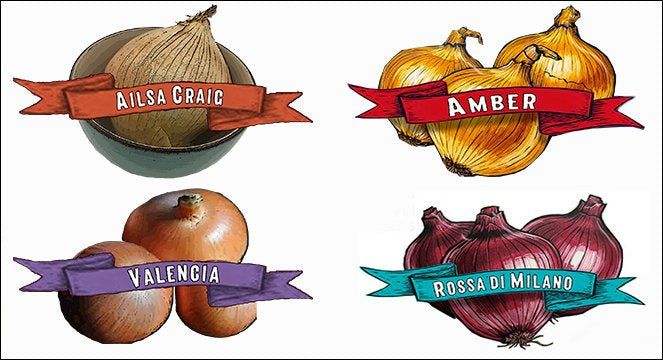 Organic Onion Plants 4-Pack-Small Collection image 0
