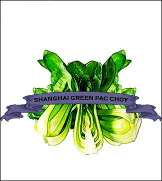 Specialty Greens Seed. Organic Shanghai Green Pac Choy. Pkt. image 0