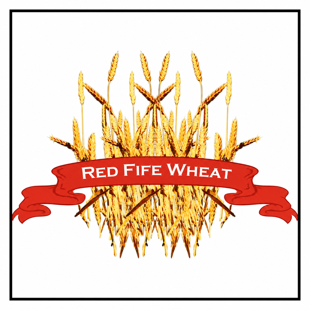 Red Fife Wheat artwork with a red banner, white background, and black rectangular border