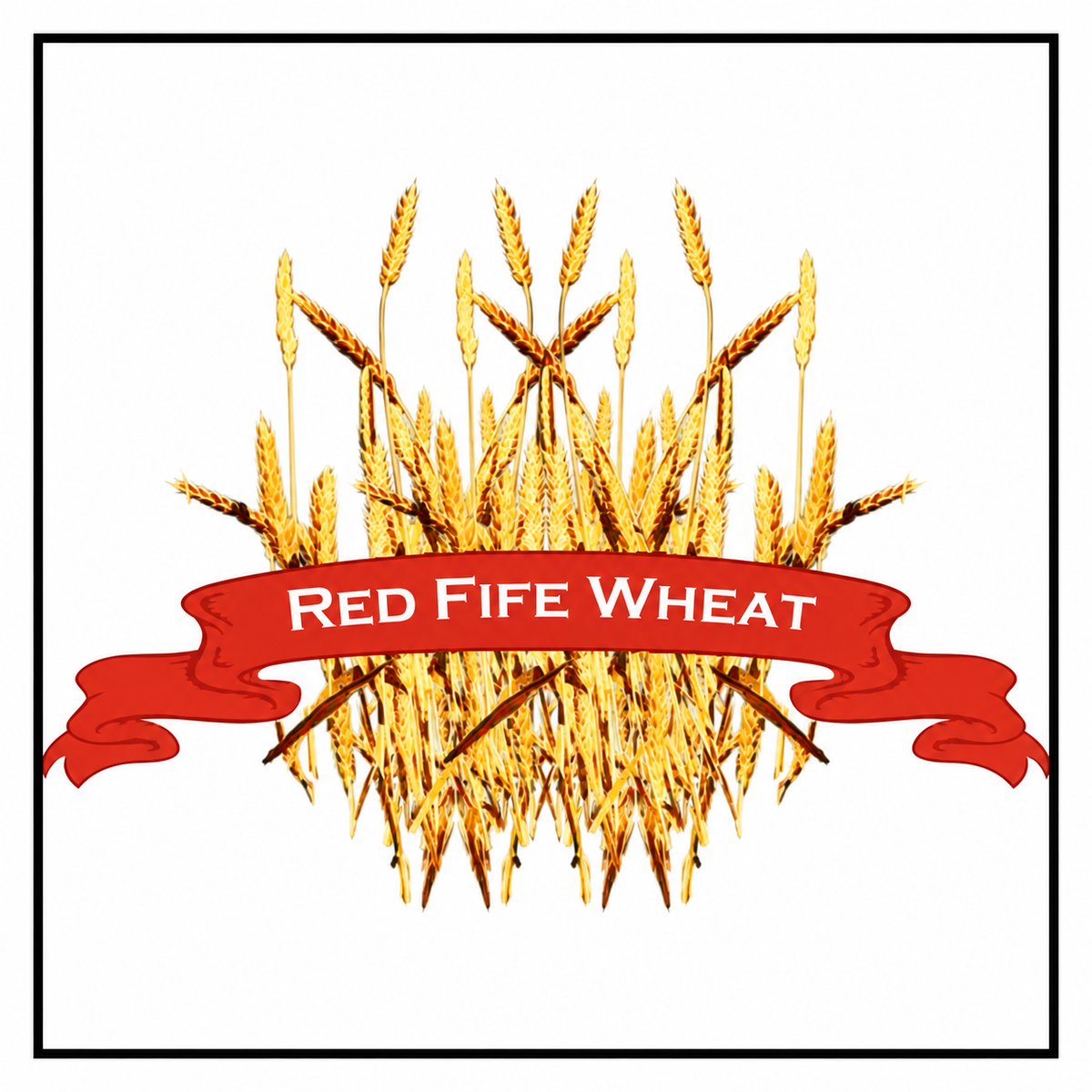 Red Fife Wheat artwork with a red banner, white background, and black rectangular border